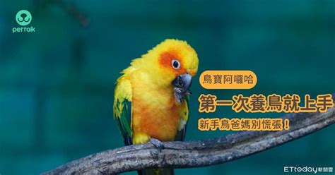 養什麼鳥好|慎重考慮「自身條件」 第一次養鳥就上手：別輕易挑。